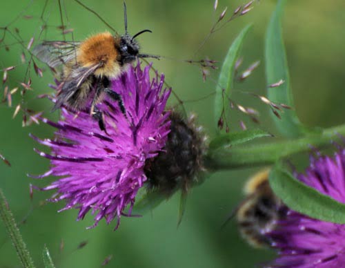 bee on Knapweed flowering in the meadow