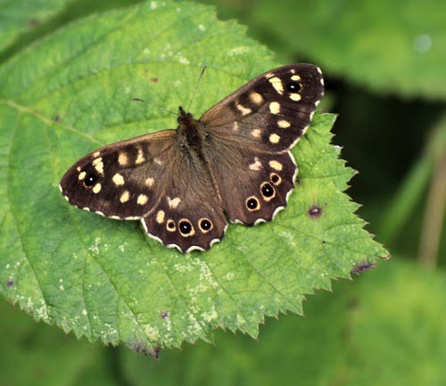 Speckled Wood butterfly resting