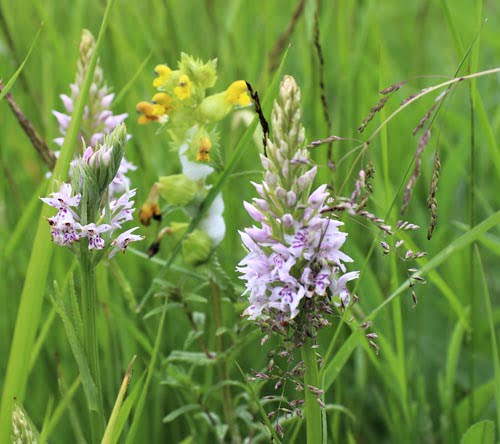 Common Spotted Orchid flower heads with Yellow Rattle stems in the background
