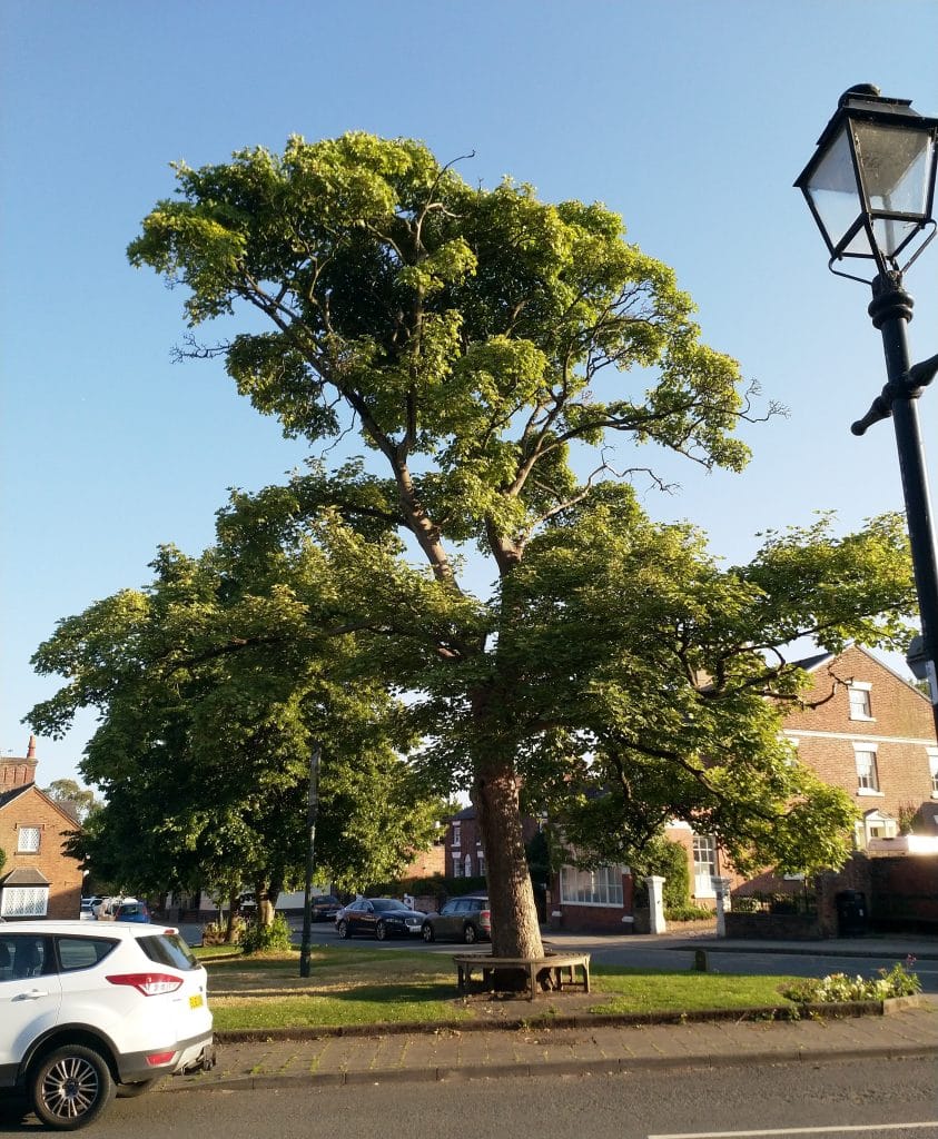 Sycamore tree on Christleton Village Green