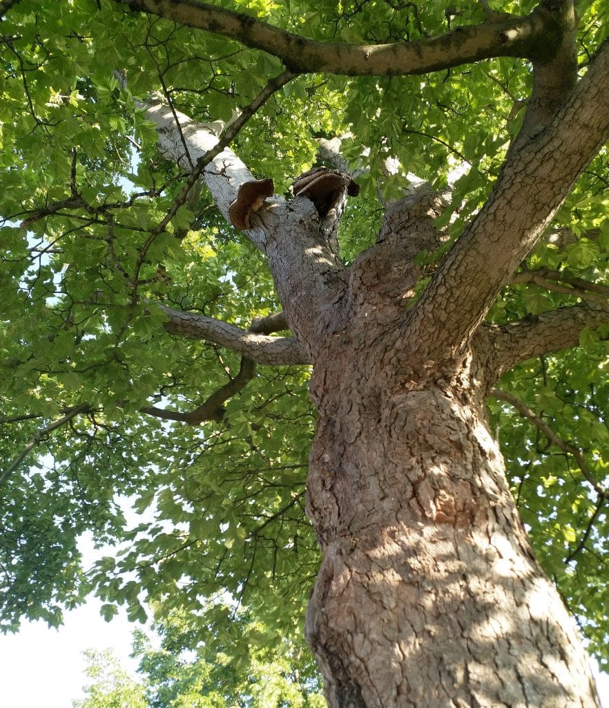Fungus on Sycamore tree on Christleton Village Green